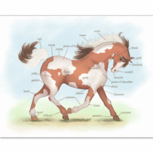 Pinto Pony Horse Educational Equine Anatomy Chart
