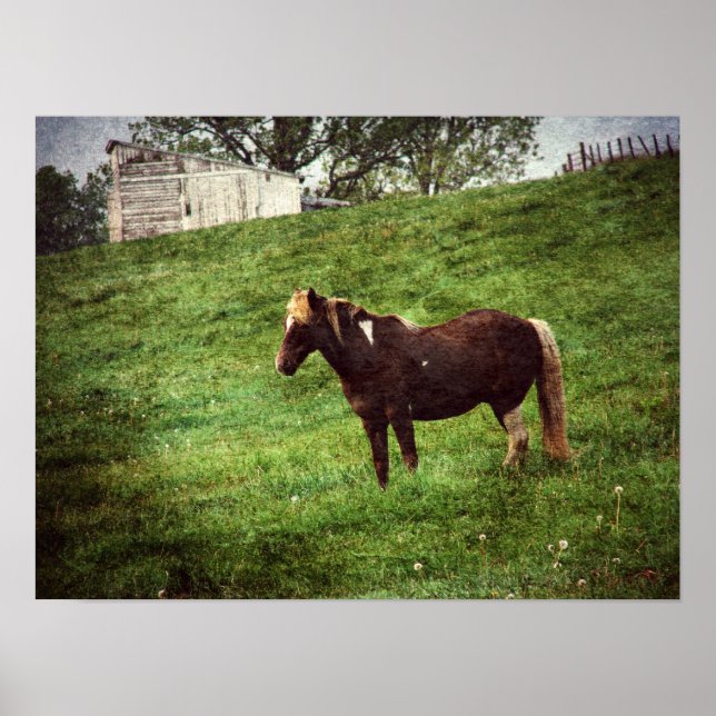 Pinto Pony in Pasture Poster (Front)