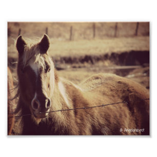 Pinto Pony Photo Print