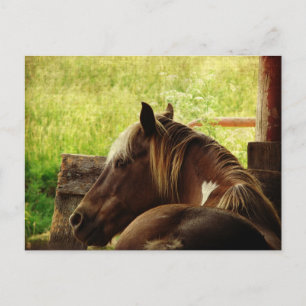 Pinto Pony Postcard