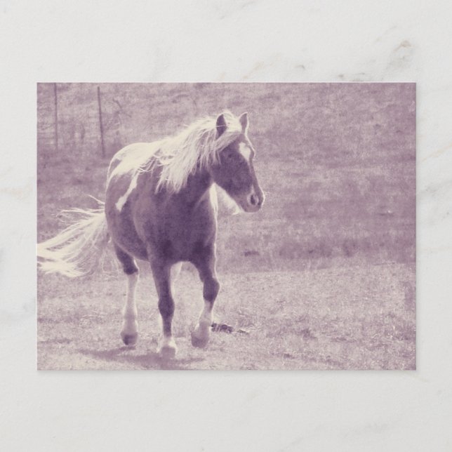 Pinto Pony Postcard (Front)