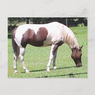 Pinto Postcard