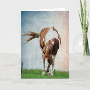 Pintopferd, Alles Gute Zum Geburtstag Card