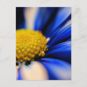 Pinwheel Postcard