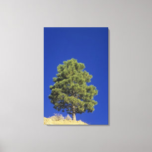 Pinyon Pine, Pinus edulis, Zion National Park, Uta Canvas Print
