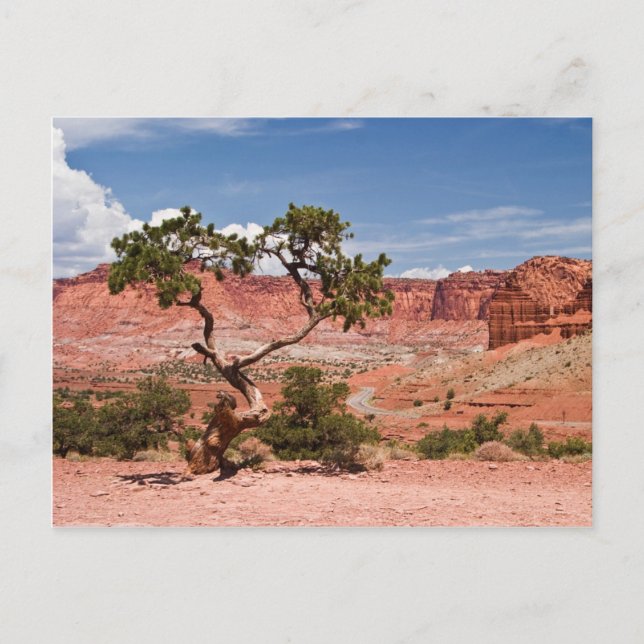 Pinyon Pine Tree Postcard (Front)