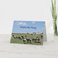 Pinzgauer Cattle Herd 8372 -customise any occasion