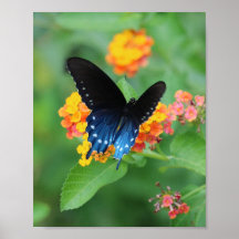 Pipevine/Blue Swallowtail Butterfly on a Flower