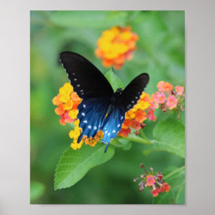 Pipevine/Blue Swallowtail Butterfly on a Flower Poster