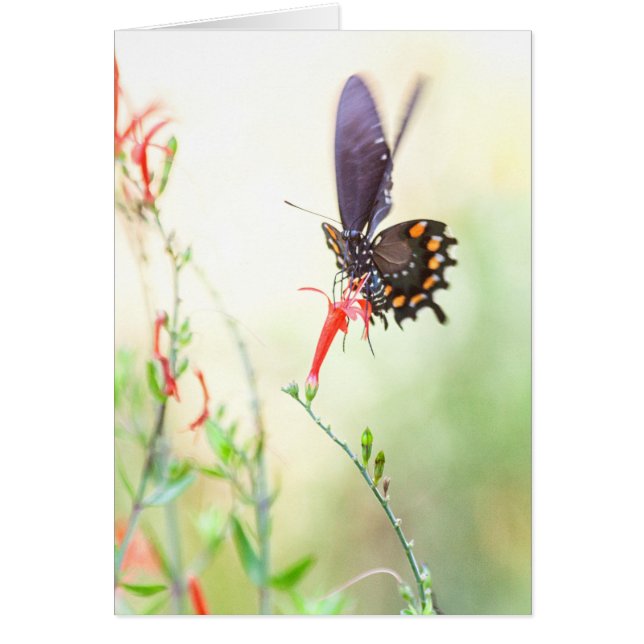 Pipevine butterfly in afternoon light (Front)