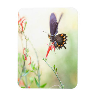 Pipevine butterfly in afternoon light magnet