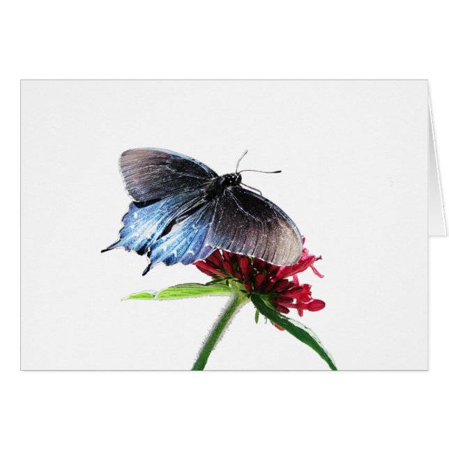 Pipevine Swallowtail Butterfly (Front Horizontal)