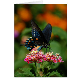 Pipevine Swallowtail Butterfly