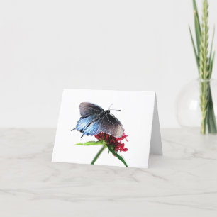 Pipevine Swallowtail Butterfly Card