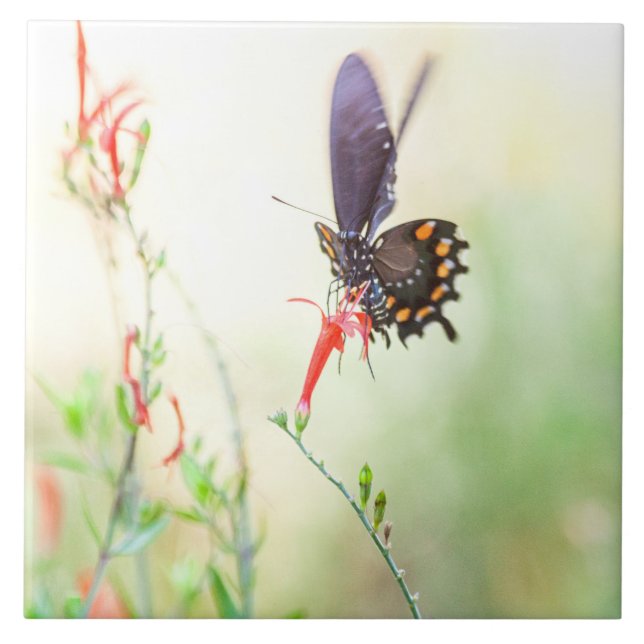 Pipevine  Swallowtail butterfly in afternoon light Tile (Front)