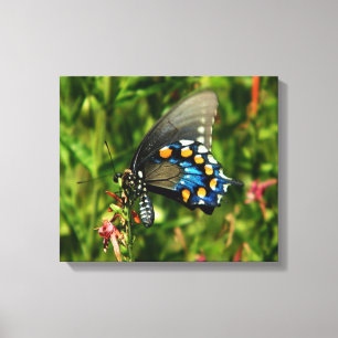 pipevine swallowtail canvas print