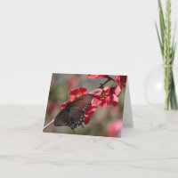 Pipevine Swallowtail Card