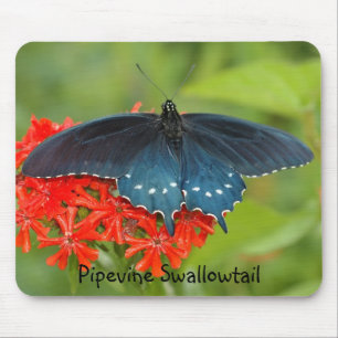 Pipevine Swallowtail Mouse Pad