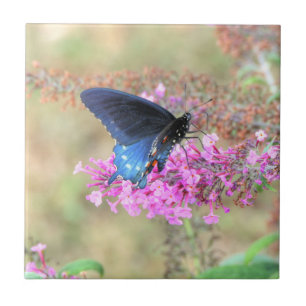 Pipevine Swallowtail on Butterfly Bush Tile