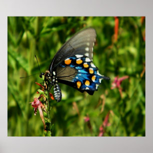 Pipevine swallowtail print