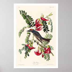 Piping Flycatcher by Audubon Poster