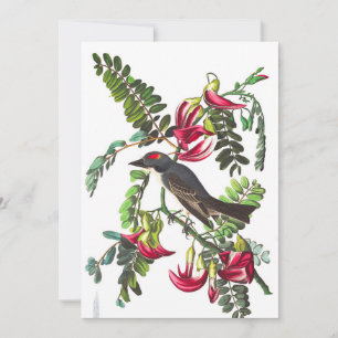 Piping Flycatcher by John James Audubon Invitation