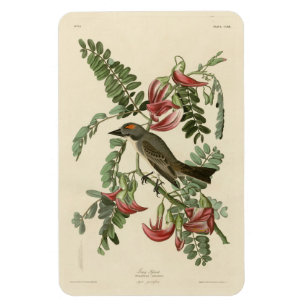 Piping Flycatcher from Audubon's Birds of America Magnet