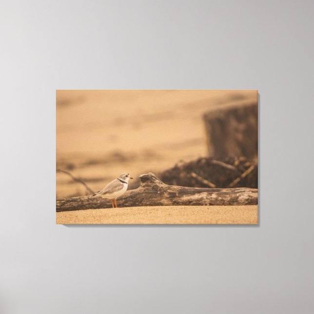 PIPING PLOVER 36 X 24 WRAPPED CANVAS PRINT (Front)