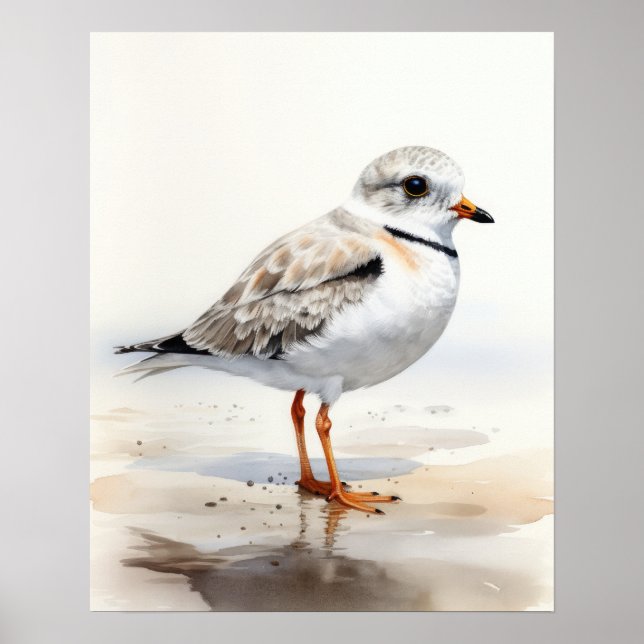 Piping Plover Bird Art Print Poster (Front)