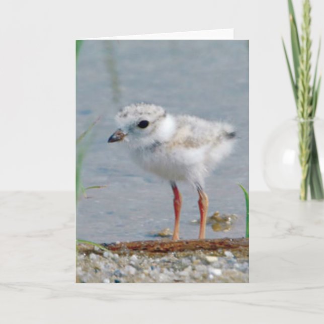 Piping Plover Card (Front)
