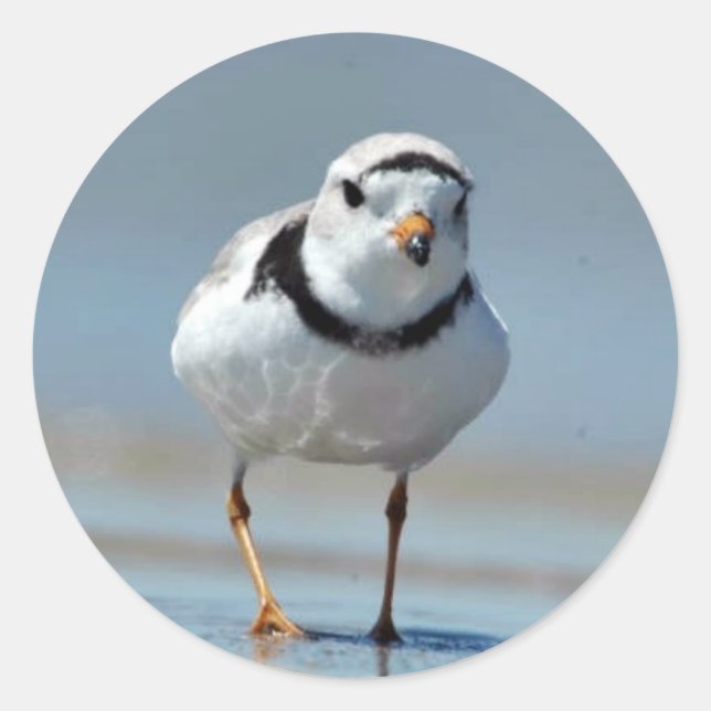 Piping Plover Classic Round Sticker (Front)