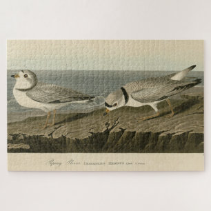 Piping Plover from Audubon's Birds of America Jigsaw Puzzle
