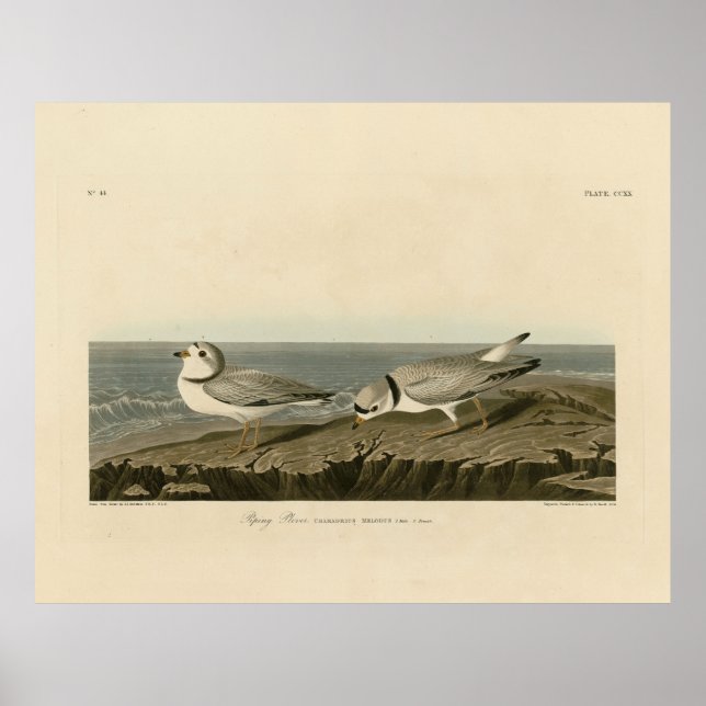 Piping Plover from Audubon's Birds of America Poster (Front)