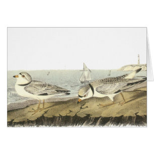 Piping Plover, John Audubon
