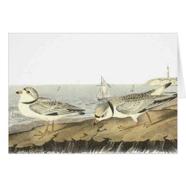 Piping Plover, John Audubon (Front Horizontal)