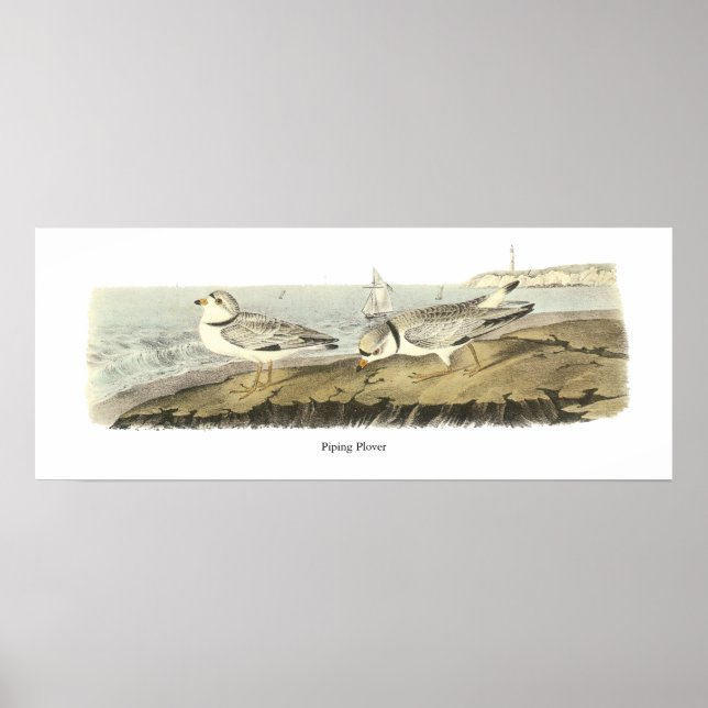 Piping Plover, John Audubon Poster (Front)
