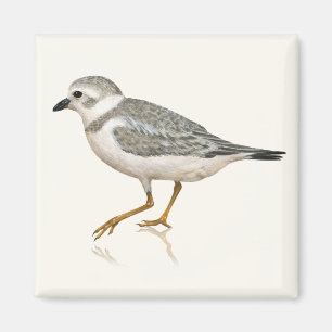 Piping Plover Magnet