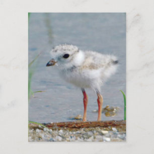 Piping Plover Postcard