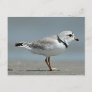 Piping Plover Postcard
