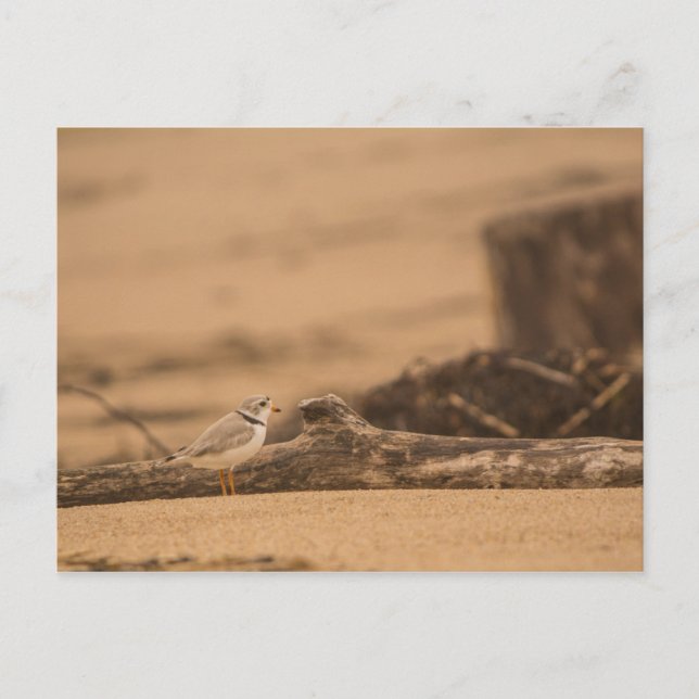 Piping Plover Postcard (Front)