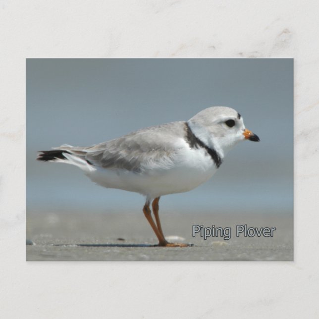 Piping Plover Postcard (Front)