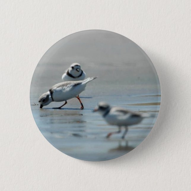 Piping Plovers eating on the beach 6 Cm Round Badge (Front)