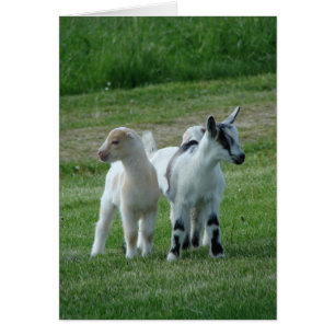 Pippi and Grey
