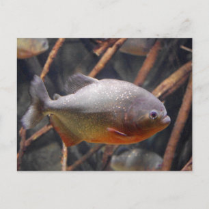 Piranha - Innocent Looking Brown Fish Postcard