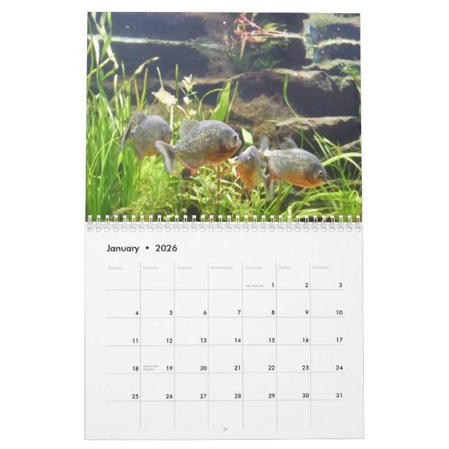 Piranhas Wall Calendar (Jan 2026)