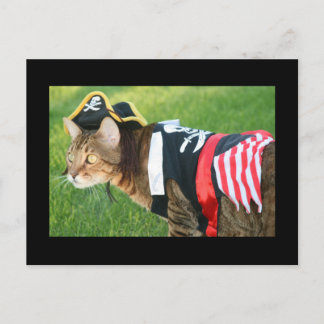 Pirate Cat Postcard