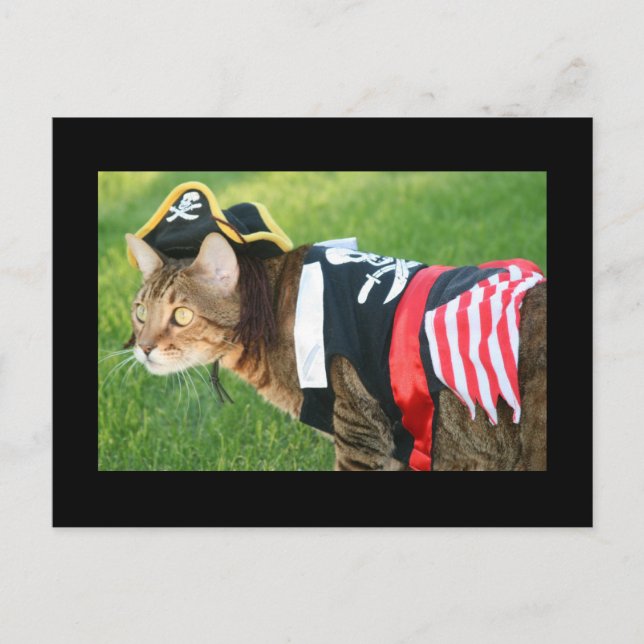 Pirate Cat Postcard (Front)