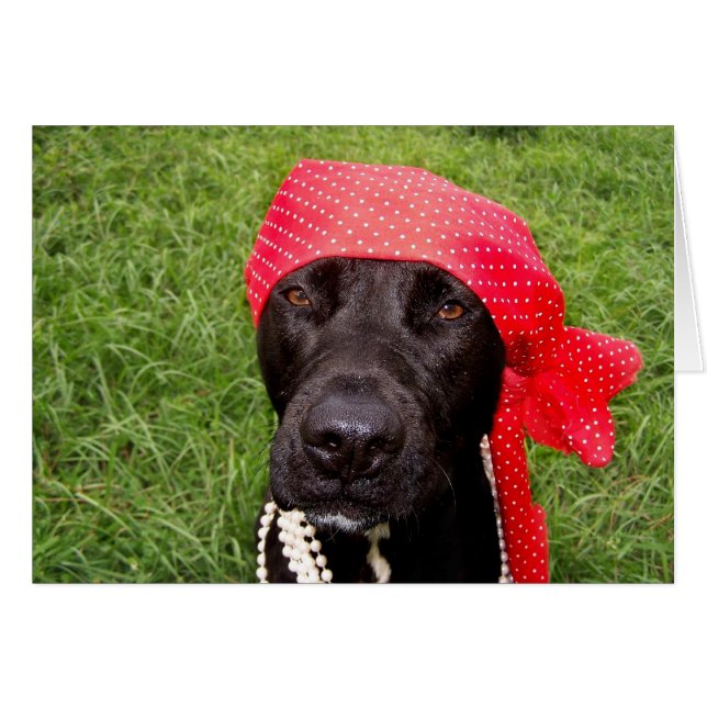 Pirate dog, black lab, red hankerchief green grass (Front Horizontal)