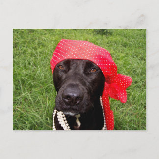 Pirate dog, black lab, red hankerchief green grass postcard