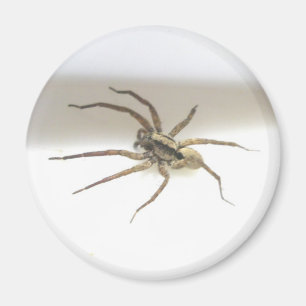 Pisaurana mira Male Magnet